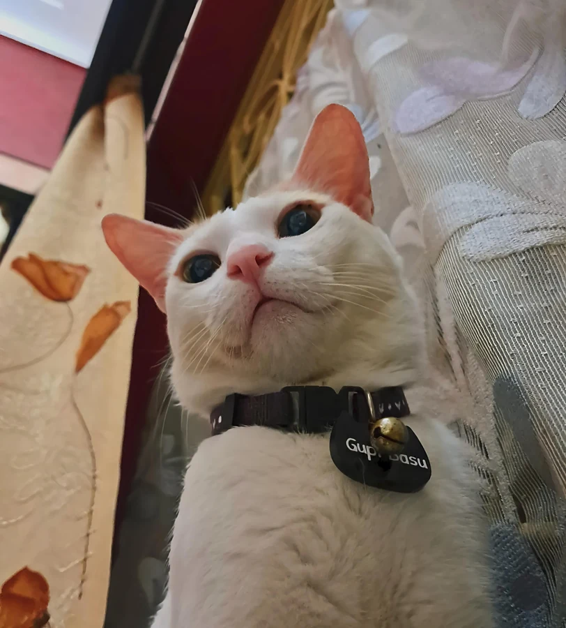 Gupi Basu, the white studio cat